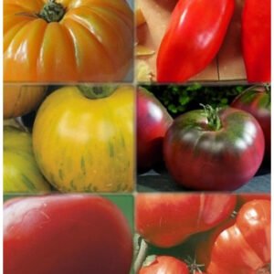 Tomate ancienne variétés 1kg