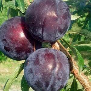 Prune président 1kg