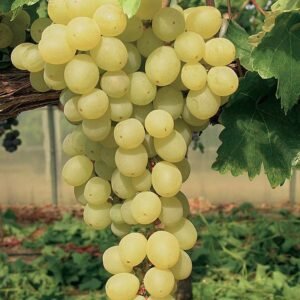 Raisin blanc 1kg