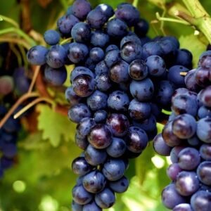 Raisin noir muscat 500gr