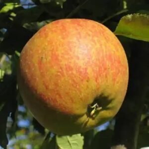 pomme cox 1kg